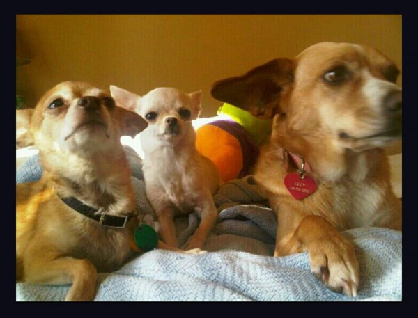 actualdogs_zombieking